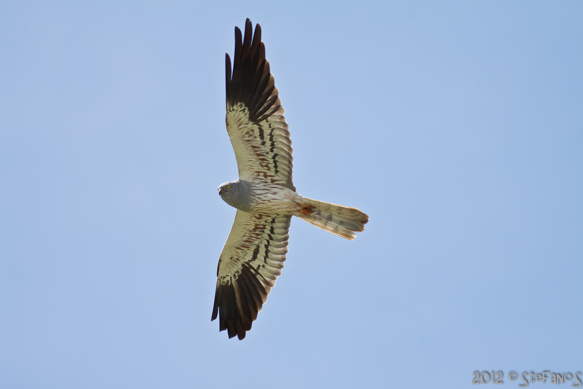 Albanella minore maschio