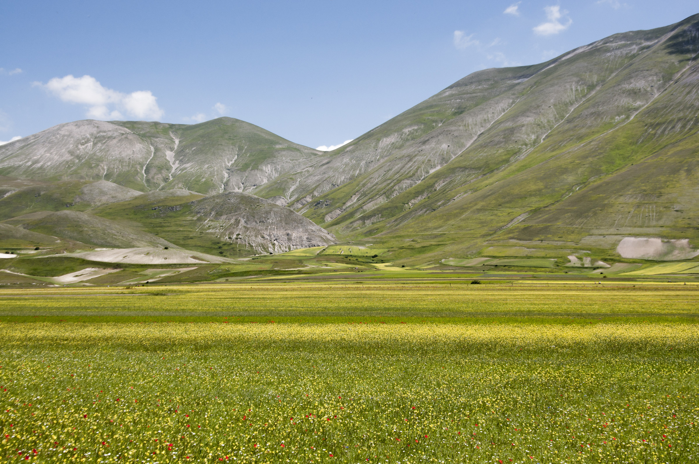 Castelluccio in fiore