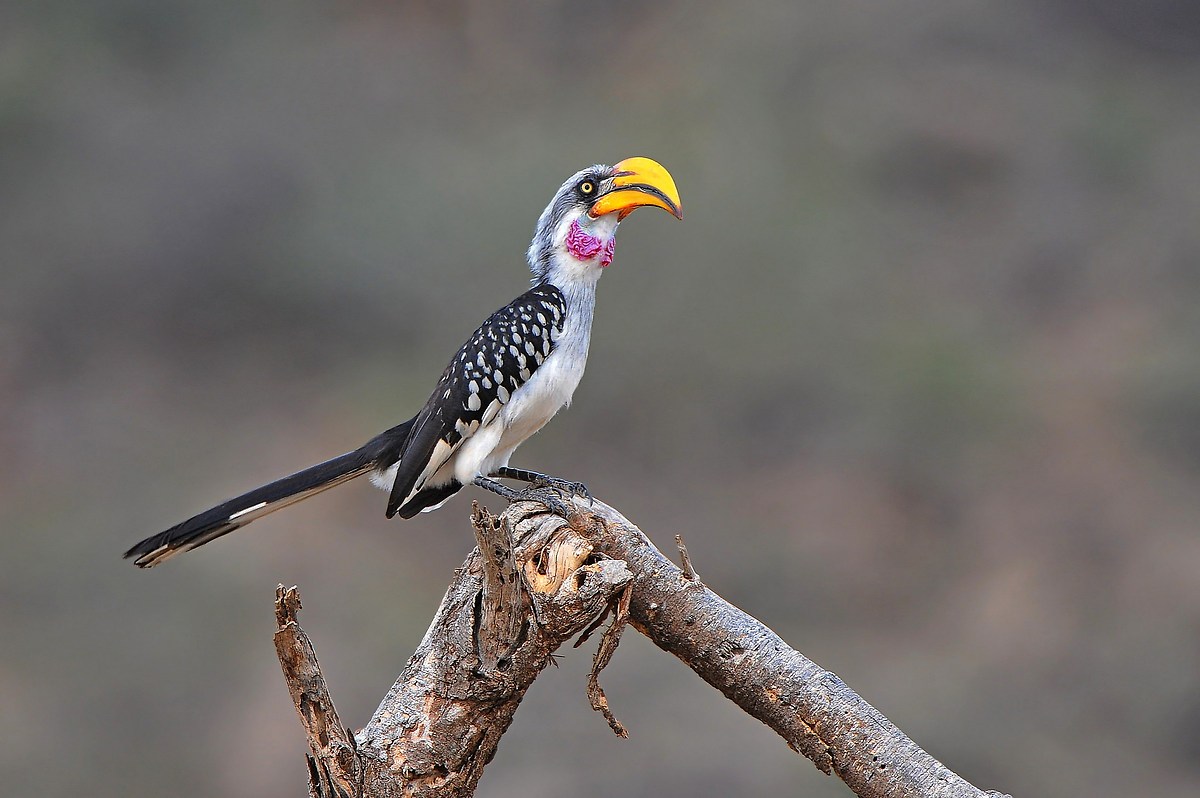 Yellow-billed hornbill