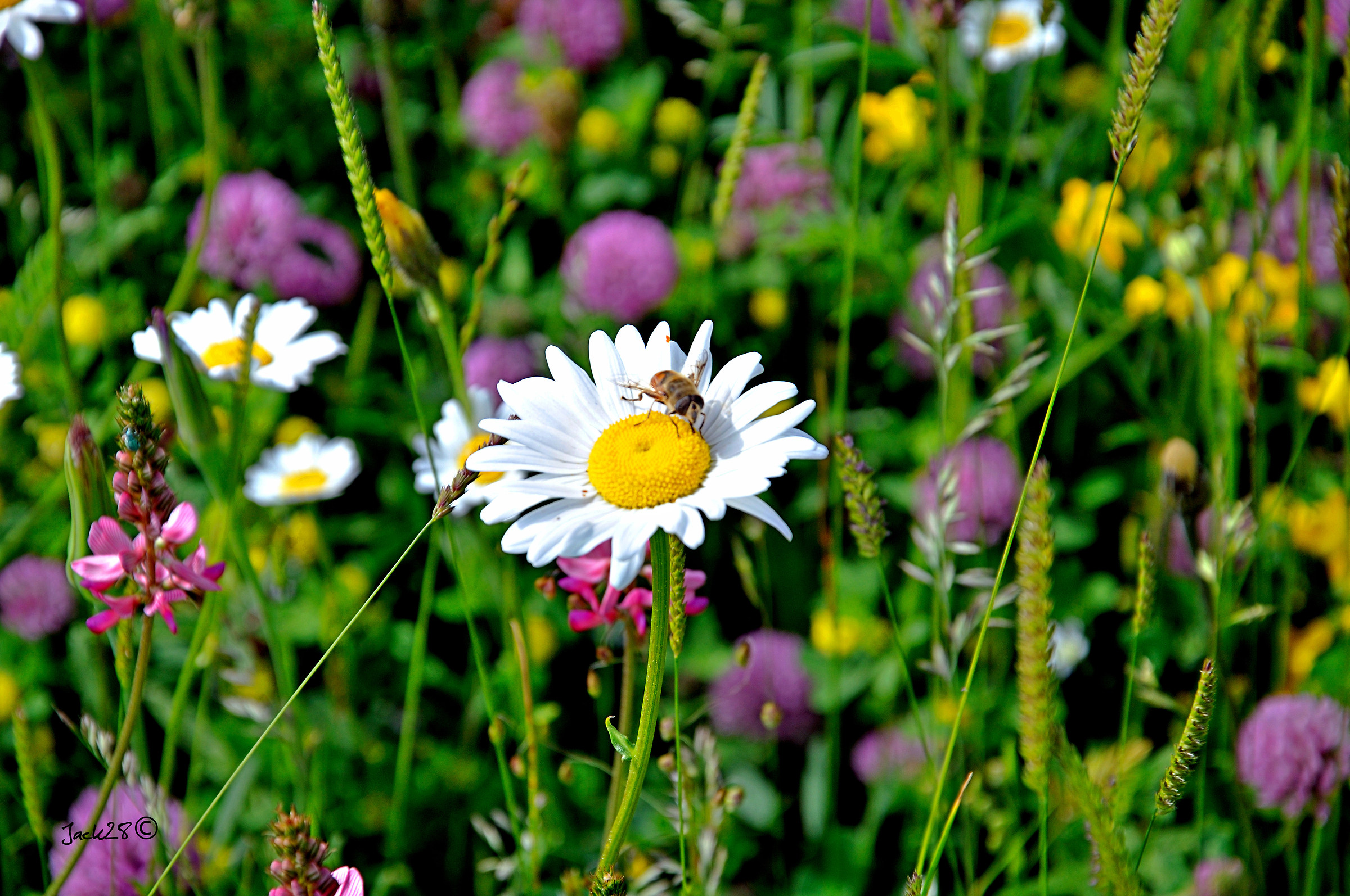 The shadow of the bee
