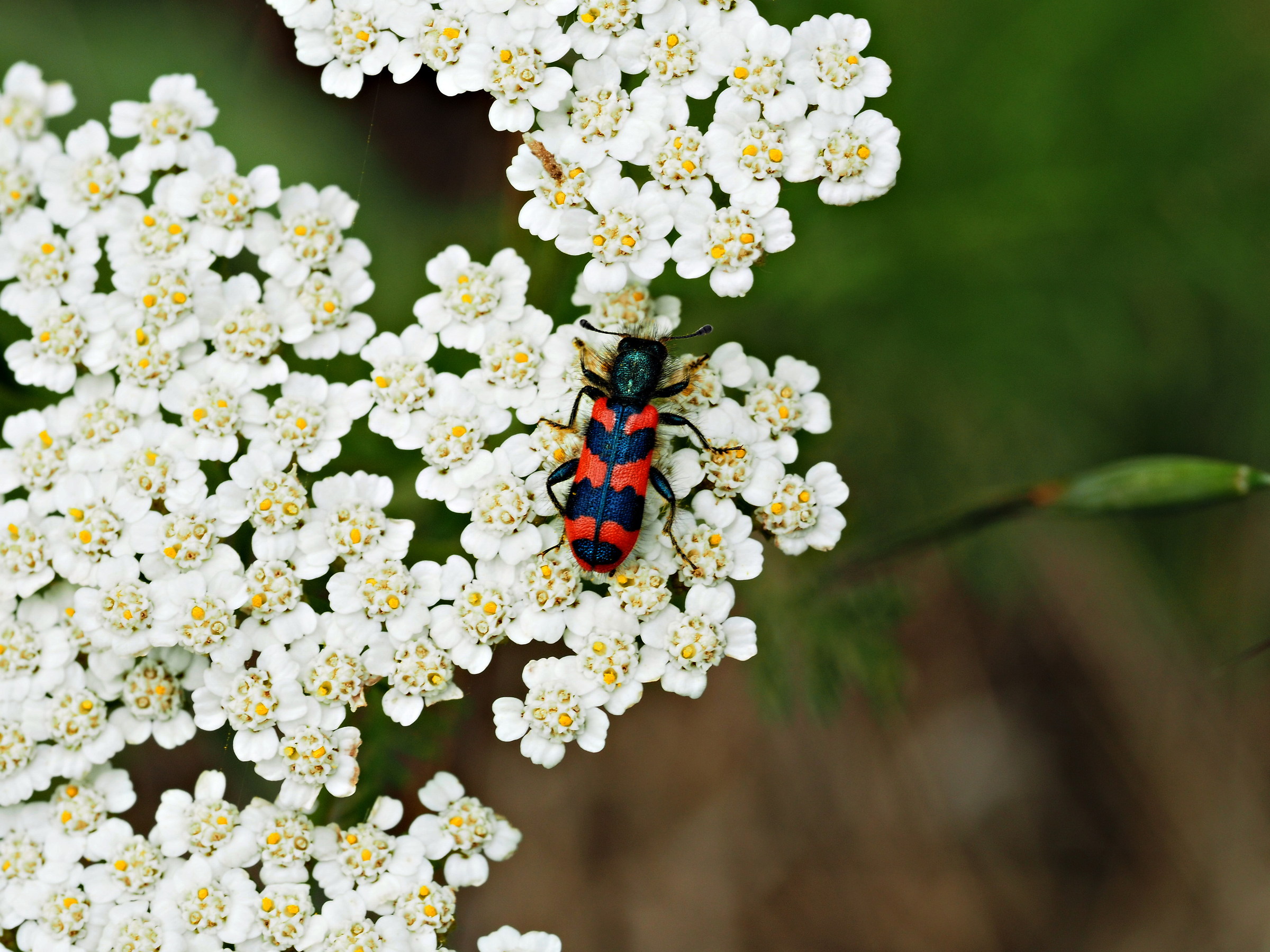 trichoides alvearius
