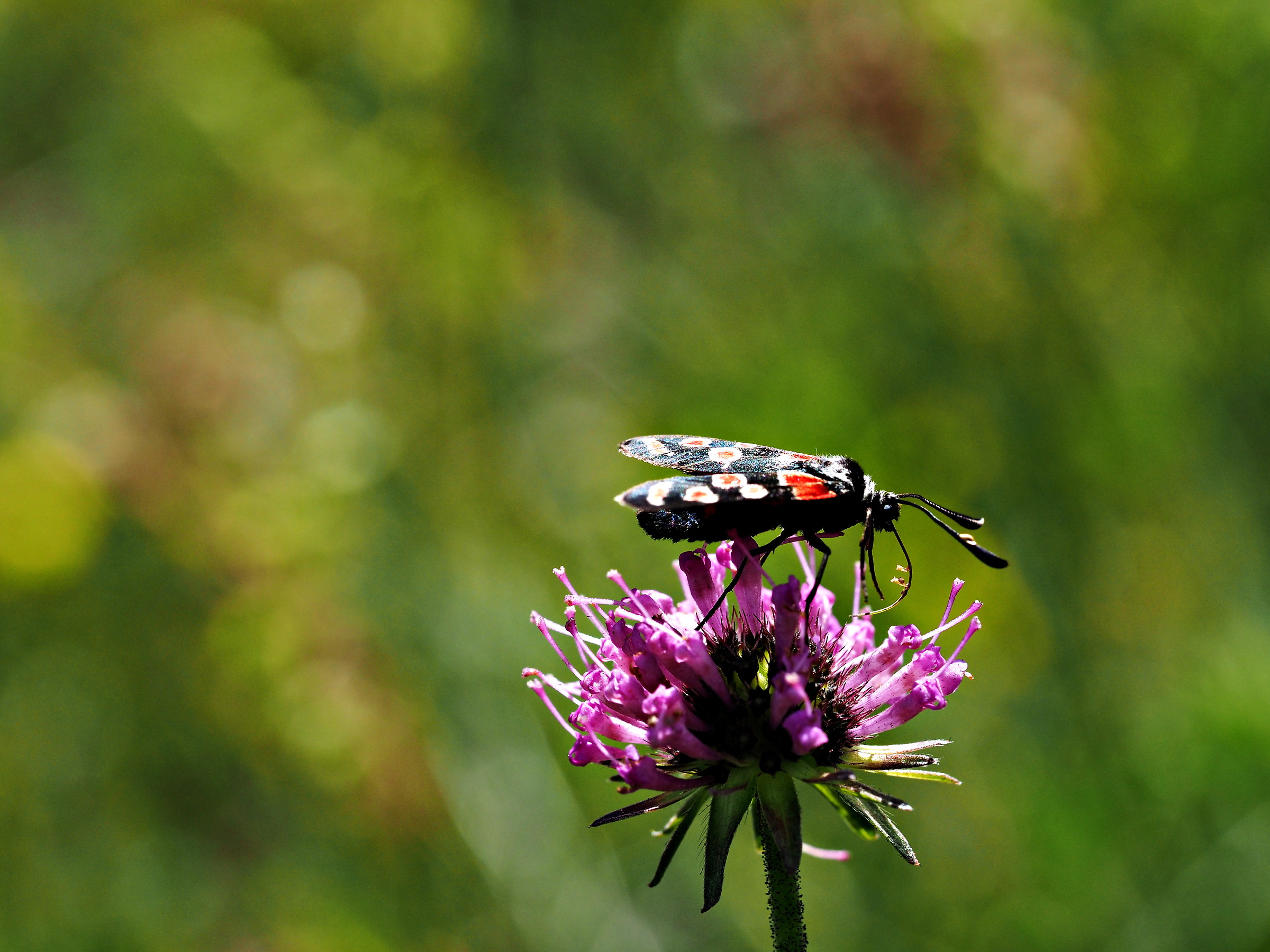 zygaena filipendula