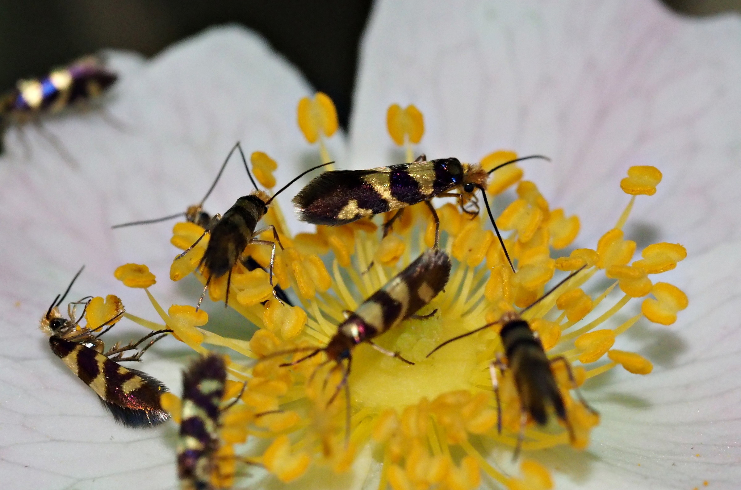 micropterix allionella