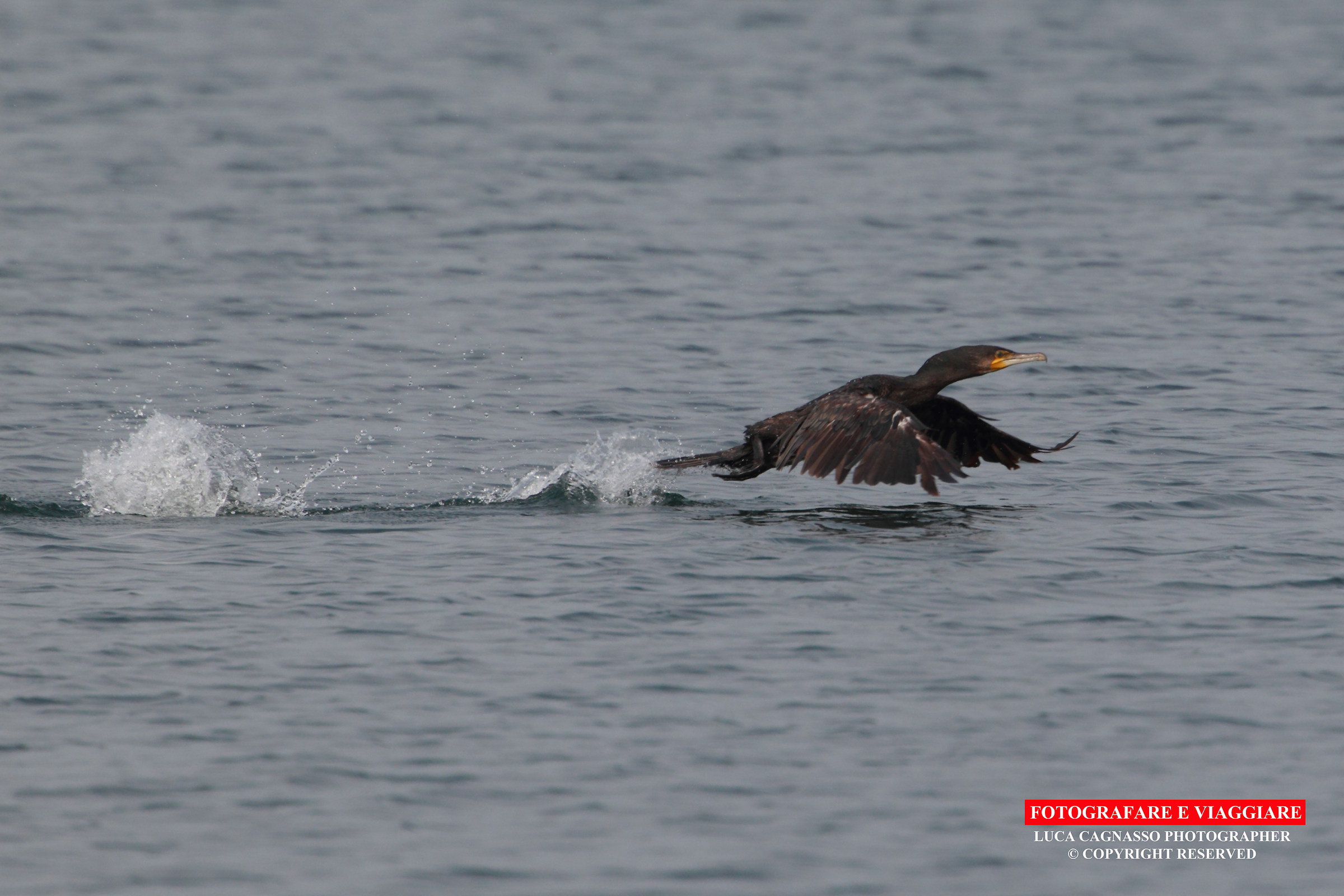 Cormorano in stacco