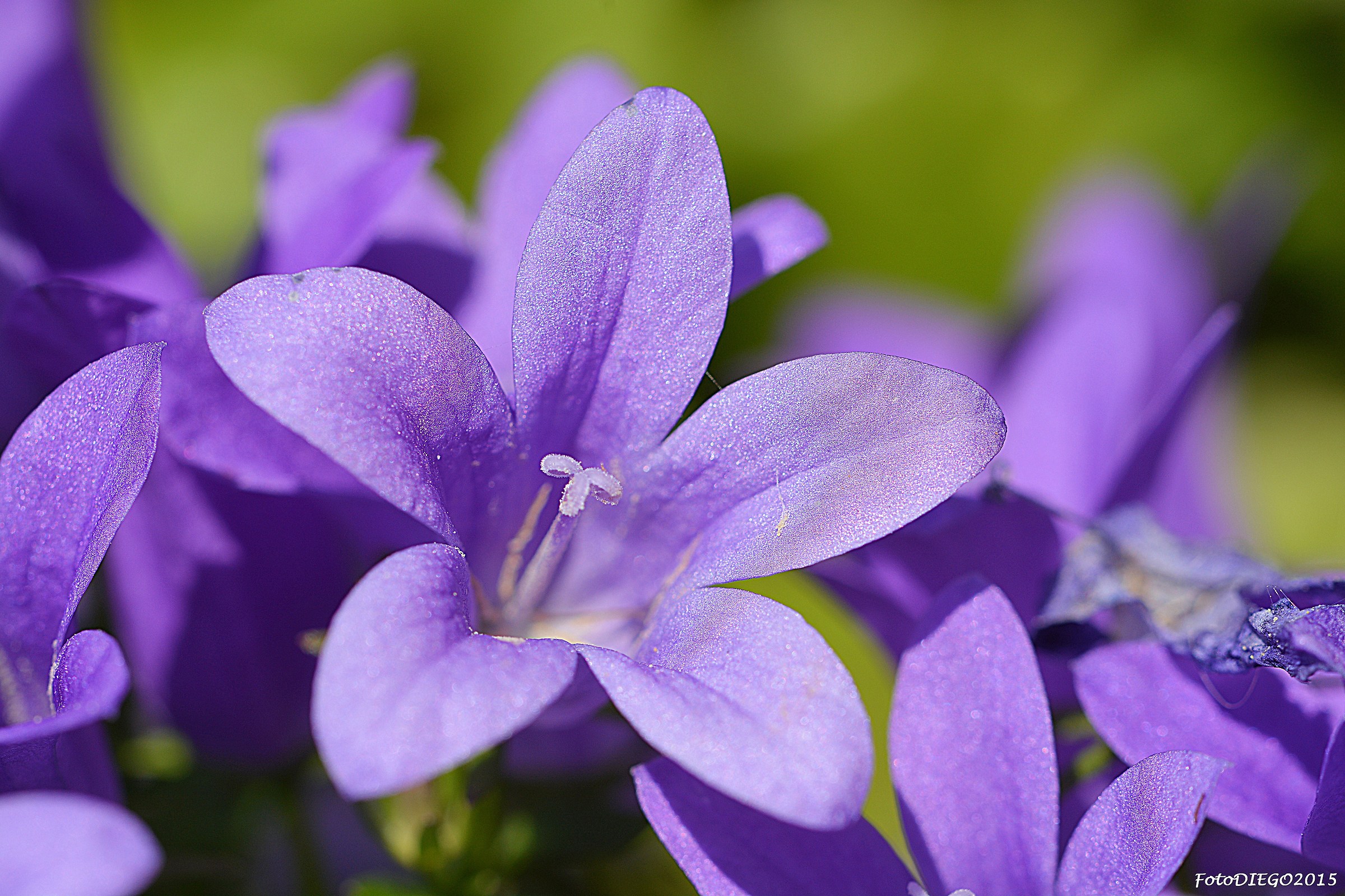 campanula viola