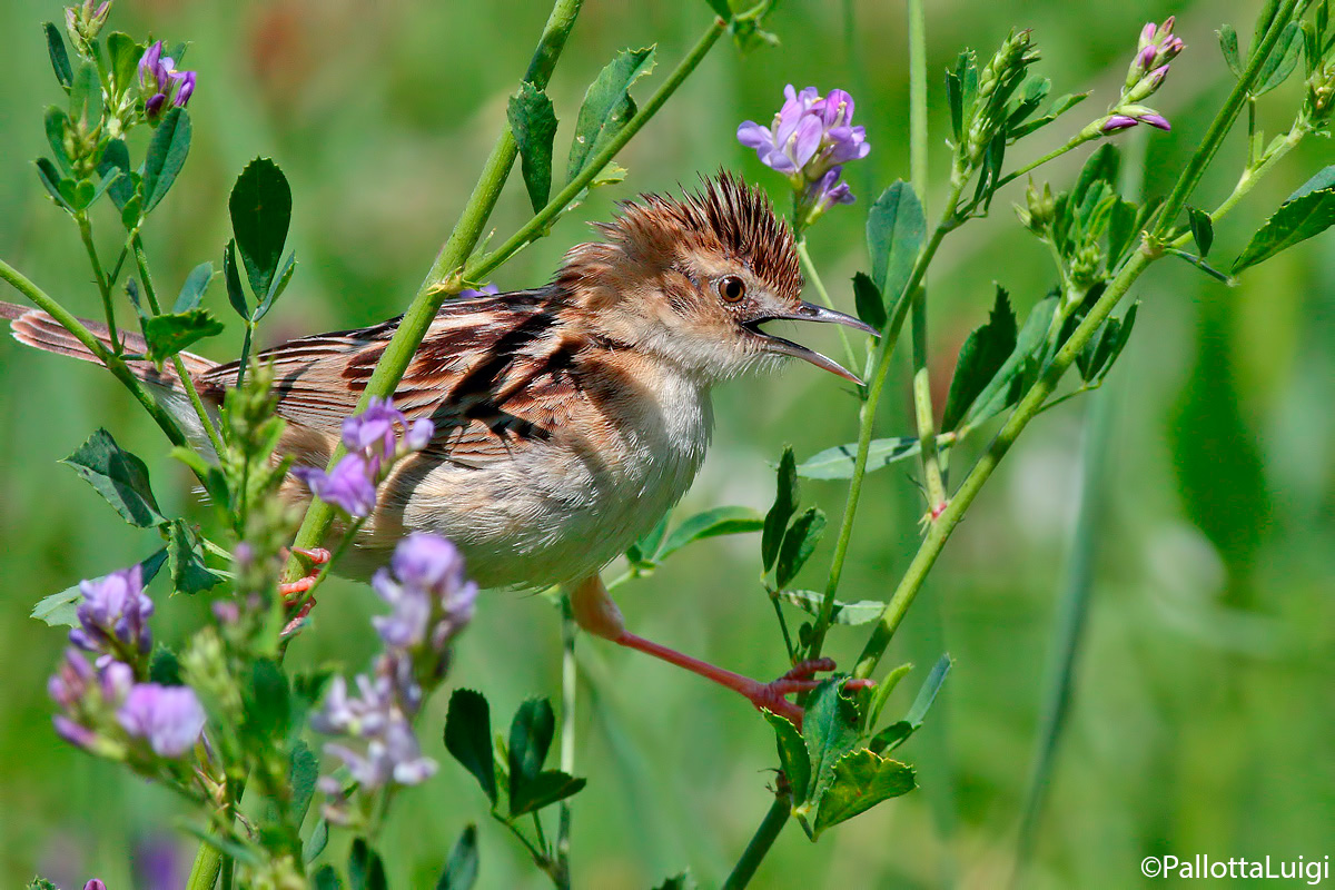 Beccamoschino (Cisticola juncidis)