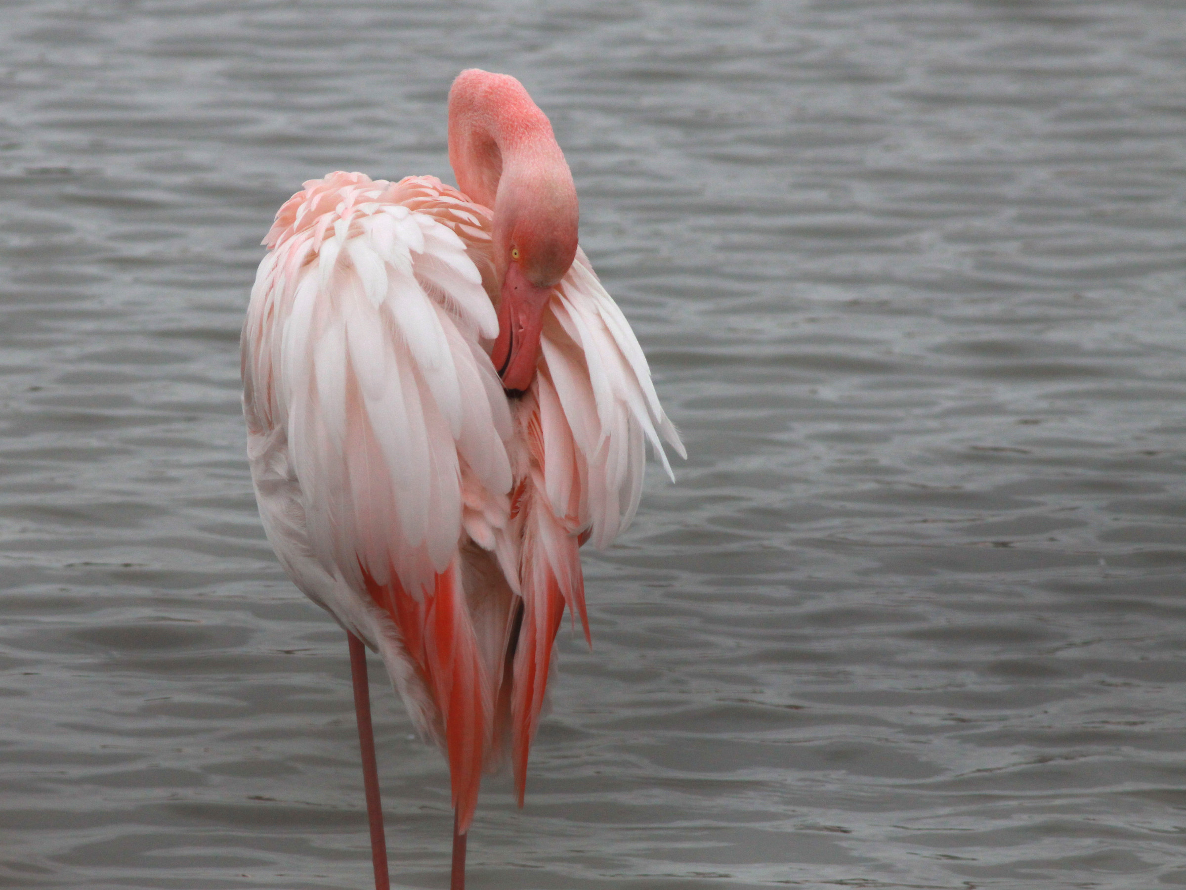 Flamingo at rest