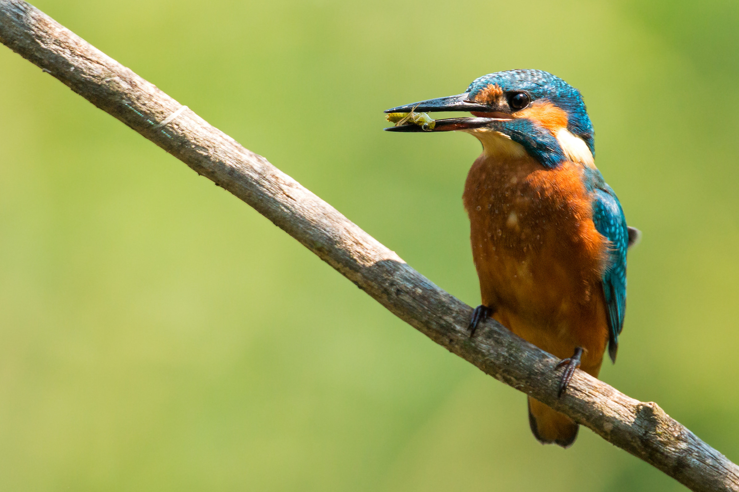 kingfisher with prey (dragonfly larva)