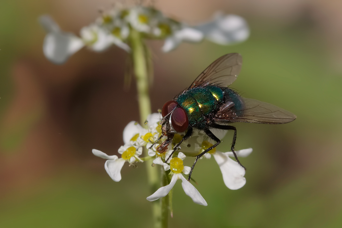 let fly but do not know ...