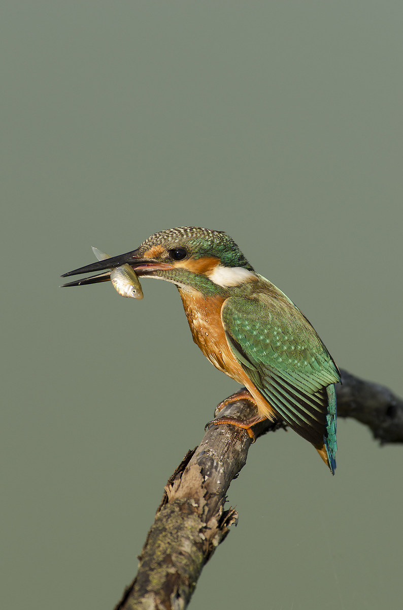 Kingfisher