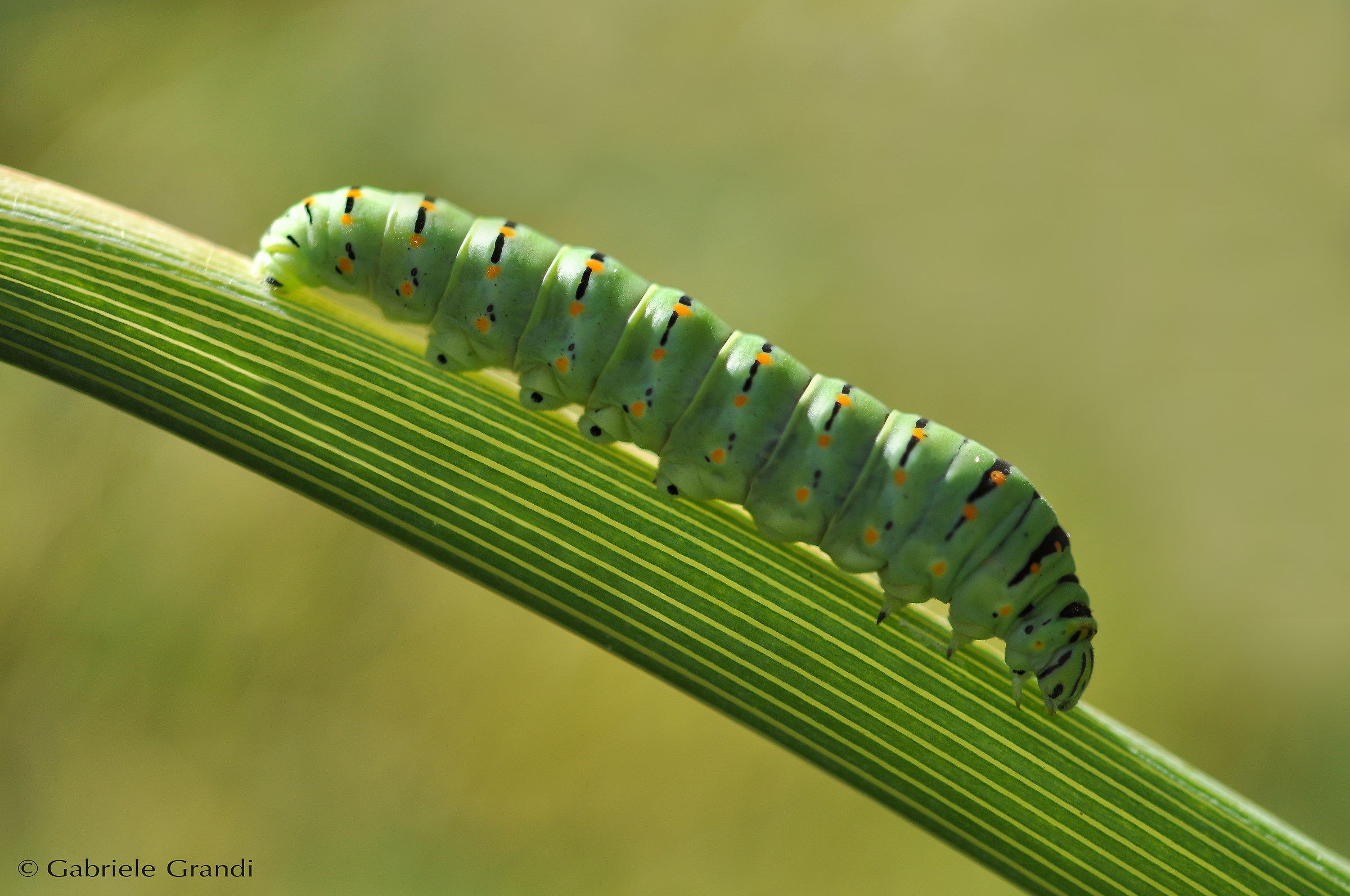 Guest in the garden ... Papilio Machaon