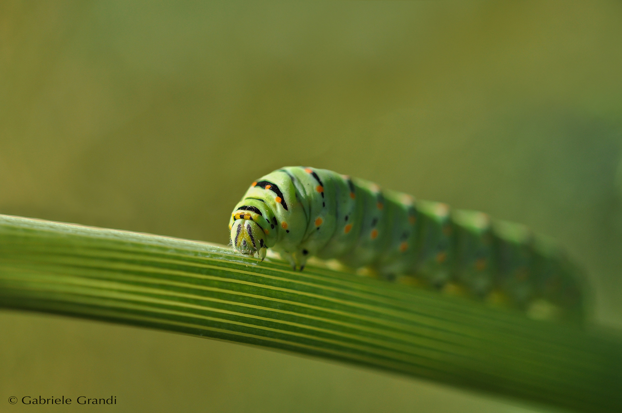 Guest in the garden ... Papilio Machaon