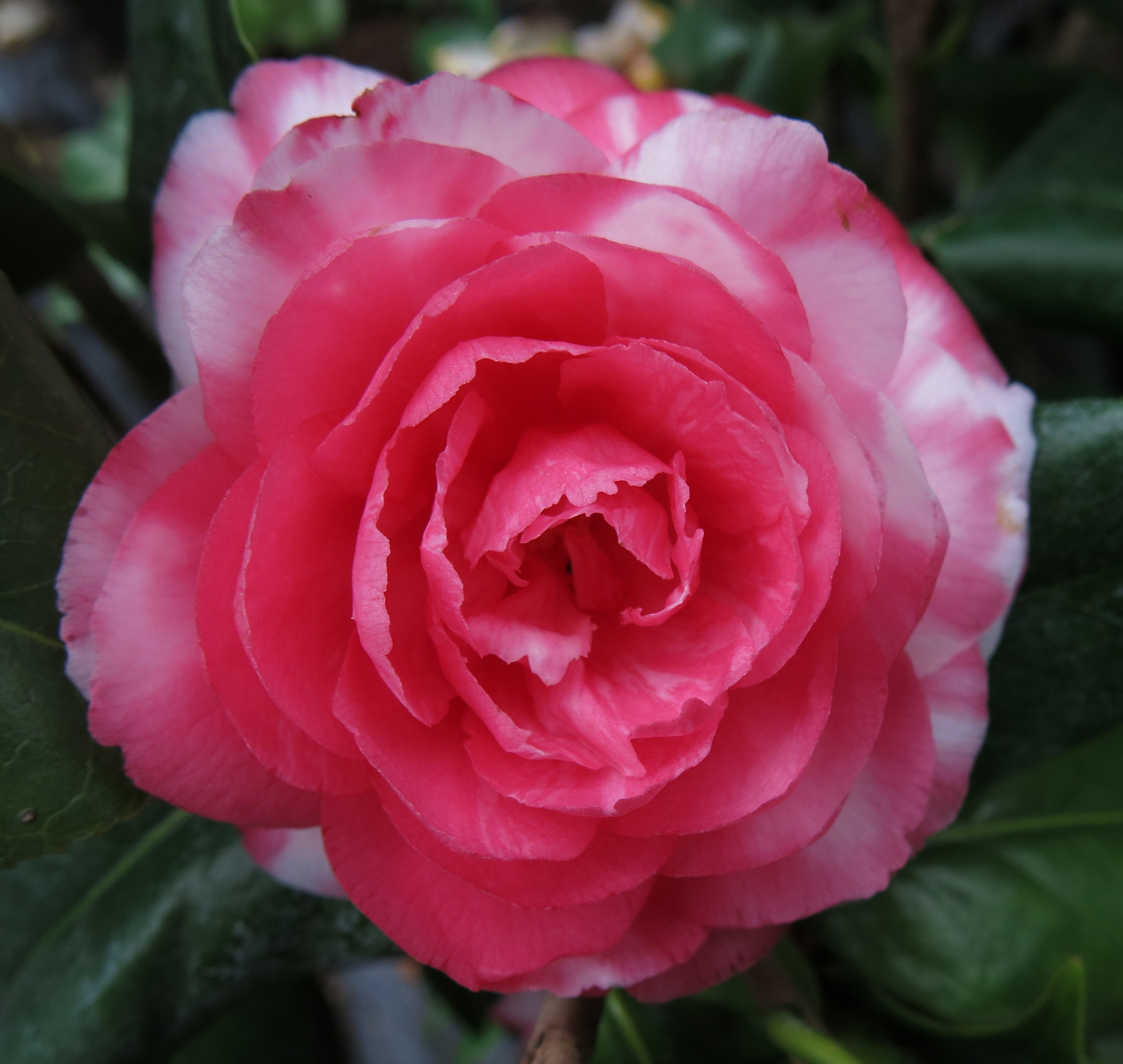 Camelia Japonica