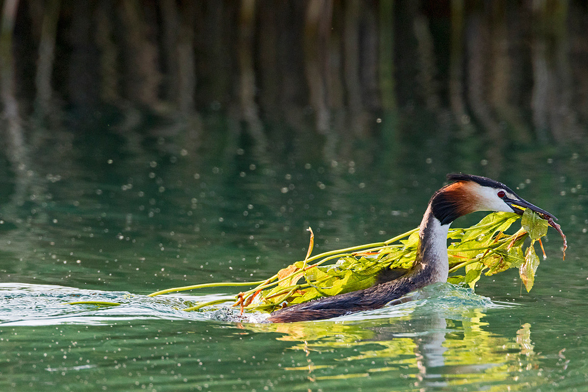 Che fatica fare il nido!