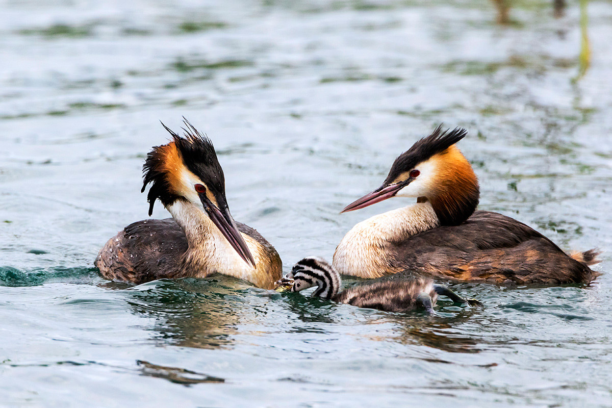 Un bel pesce per il piccino..