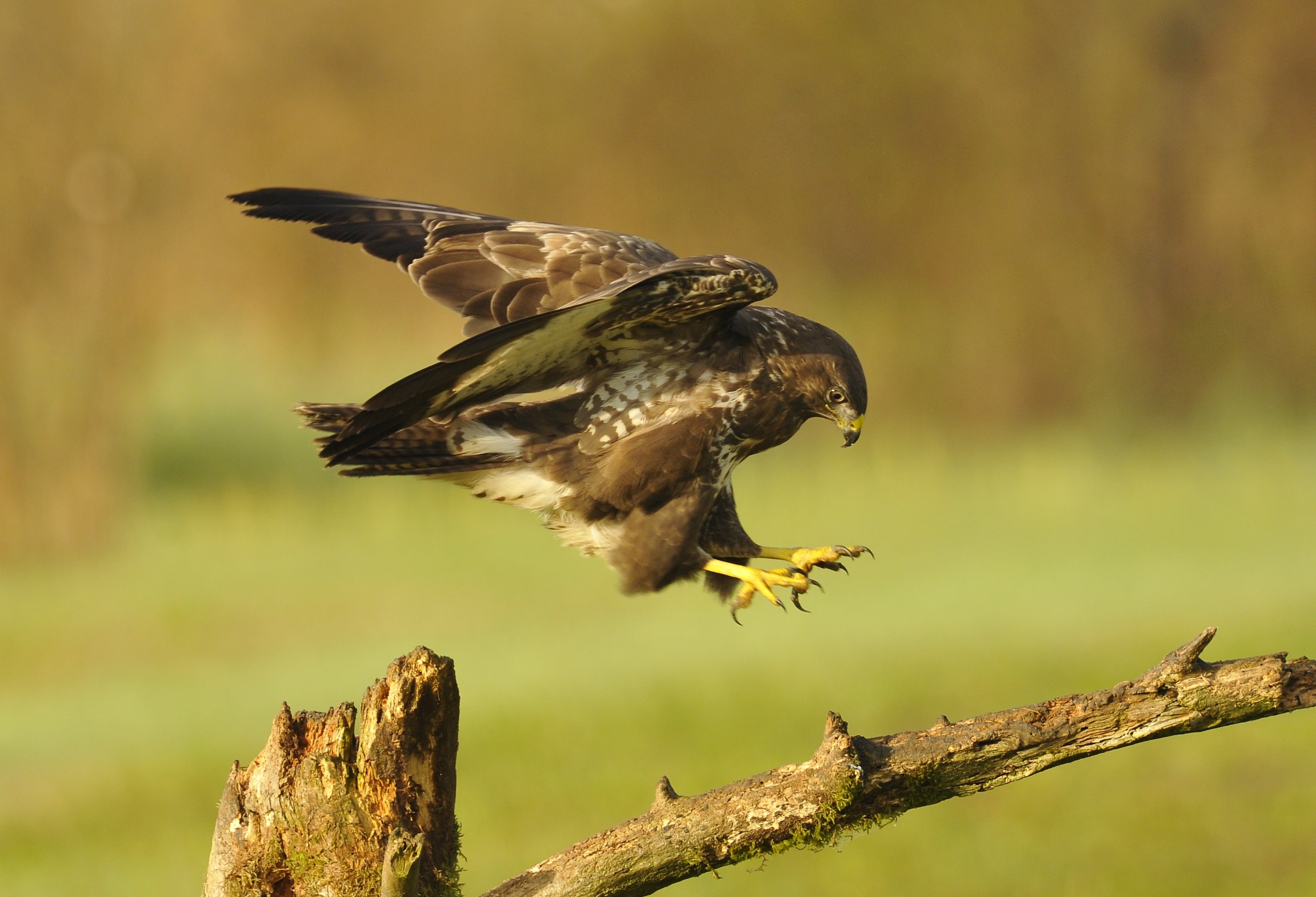 buzzard