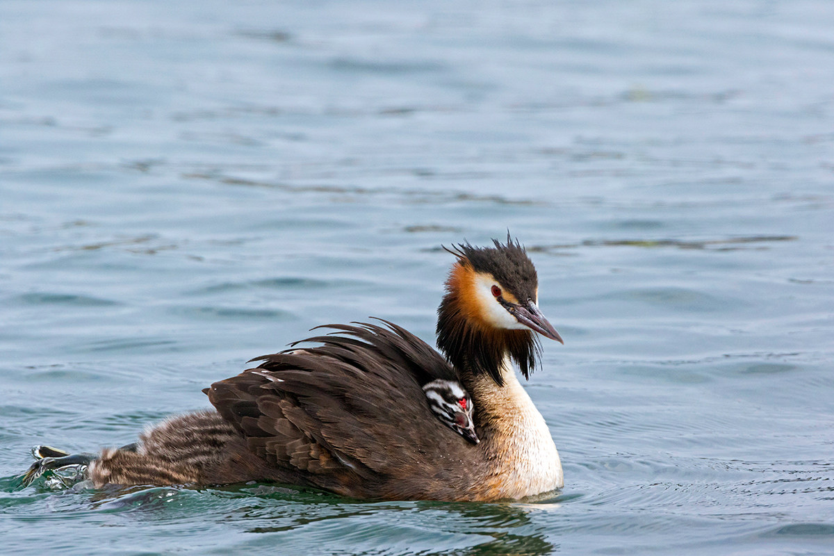 Mi si e'allungato il piccolino..