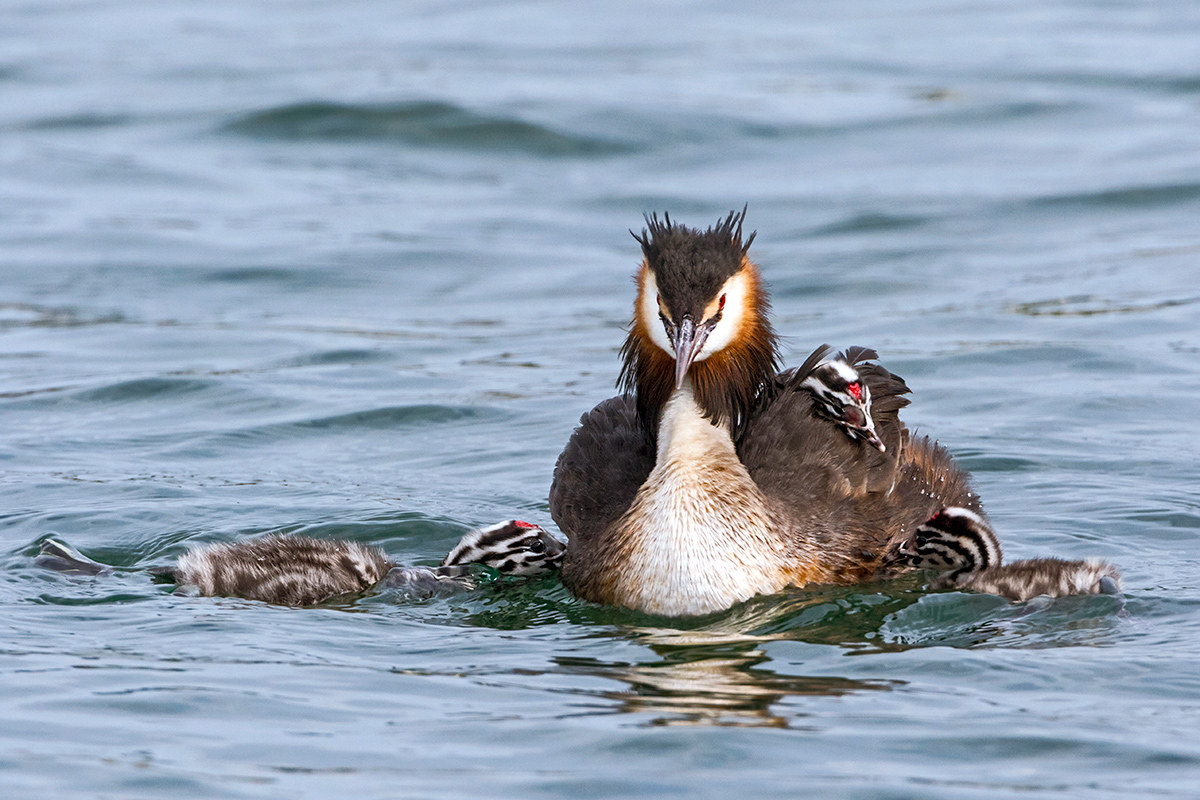 Su e giu' avanti e indietro..