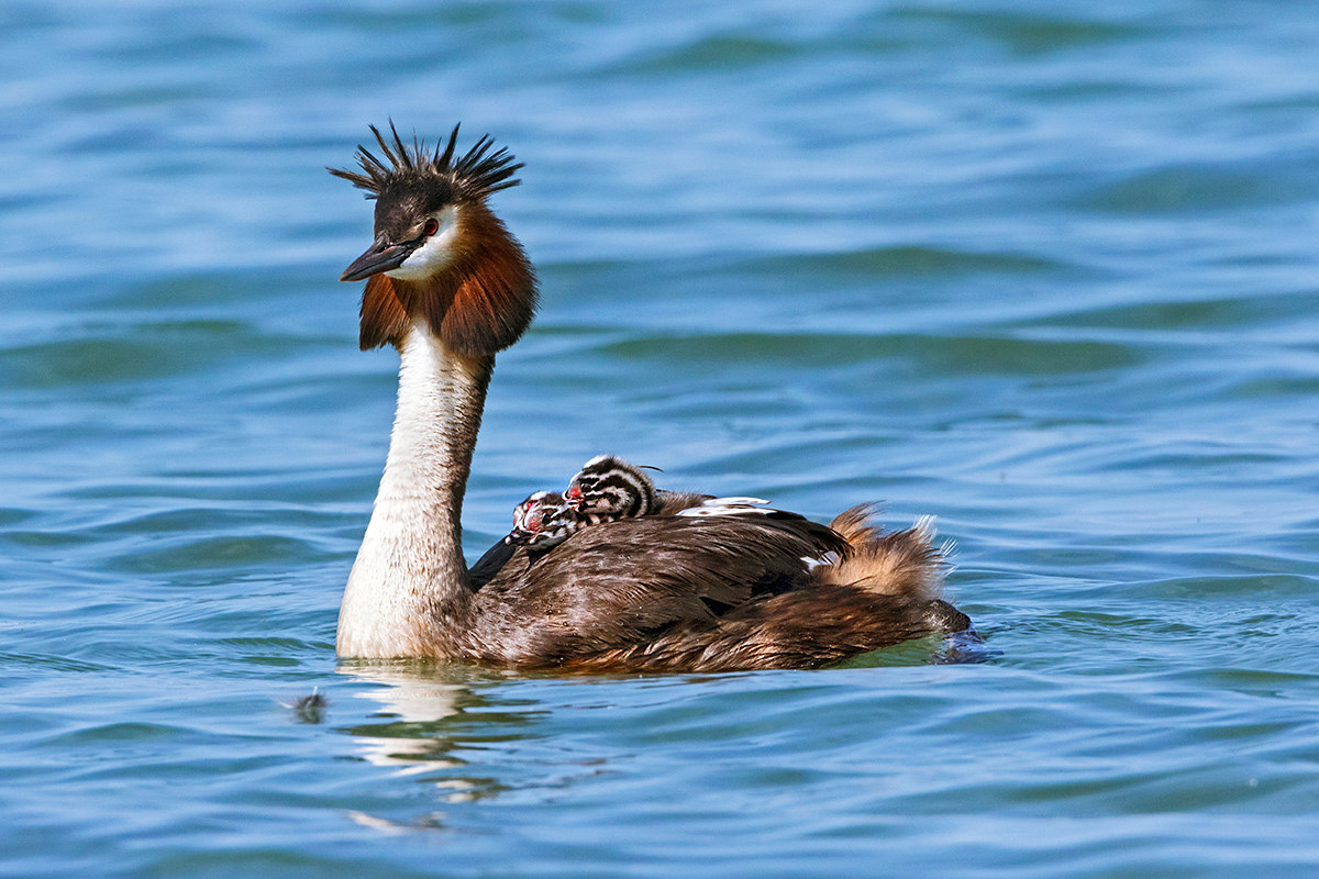 In viaggio con la mamma..
