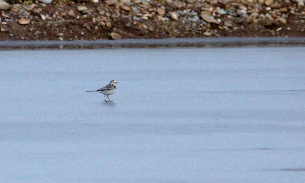 also ballerina on the ice