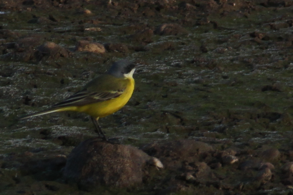 wagtail