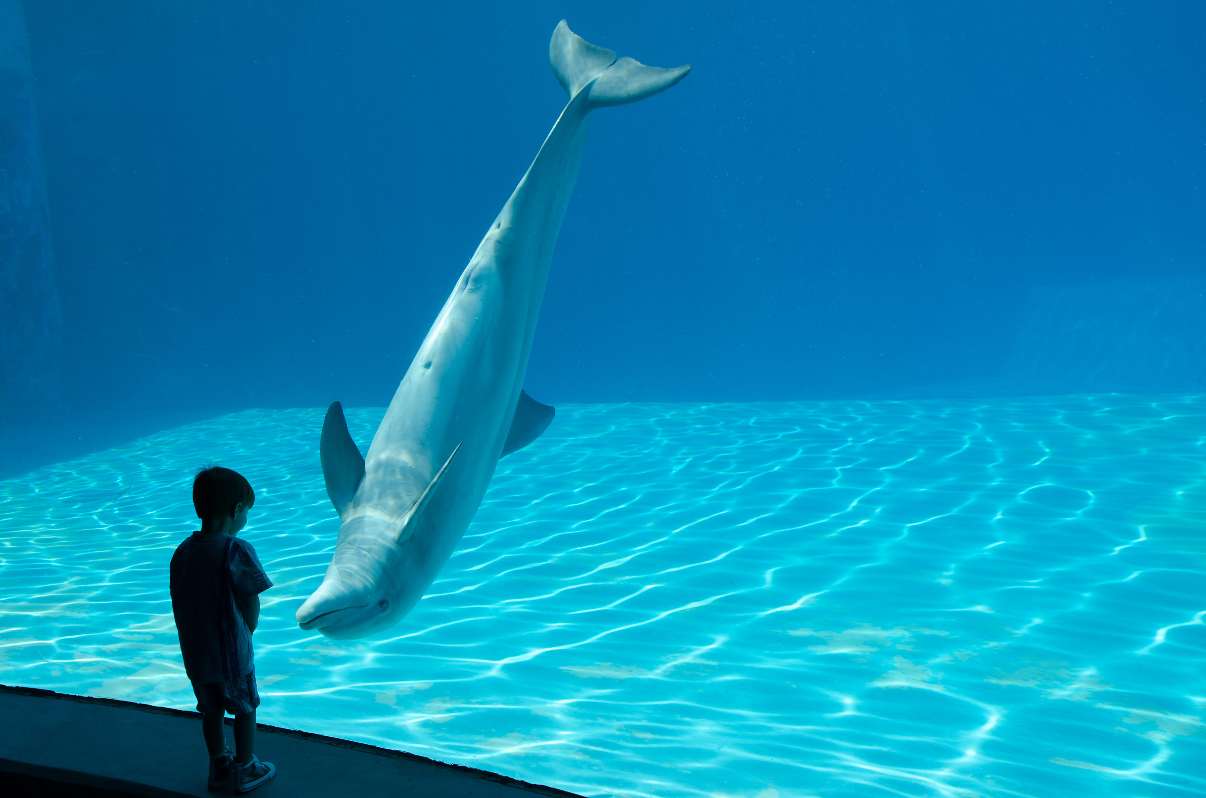 the child and the dolphin