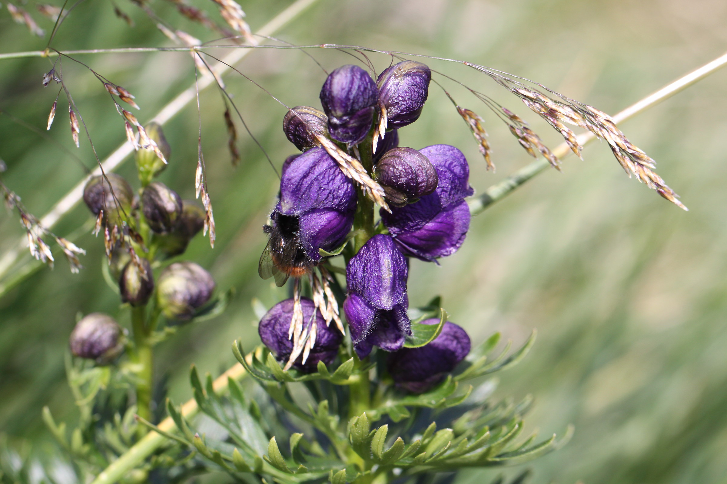 Chissa' se mi trovi!