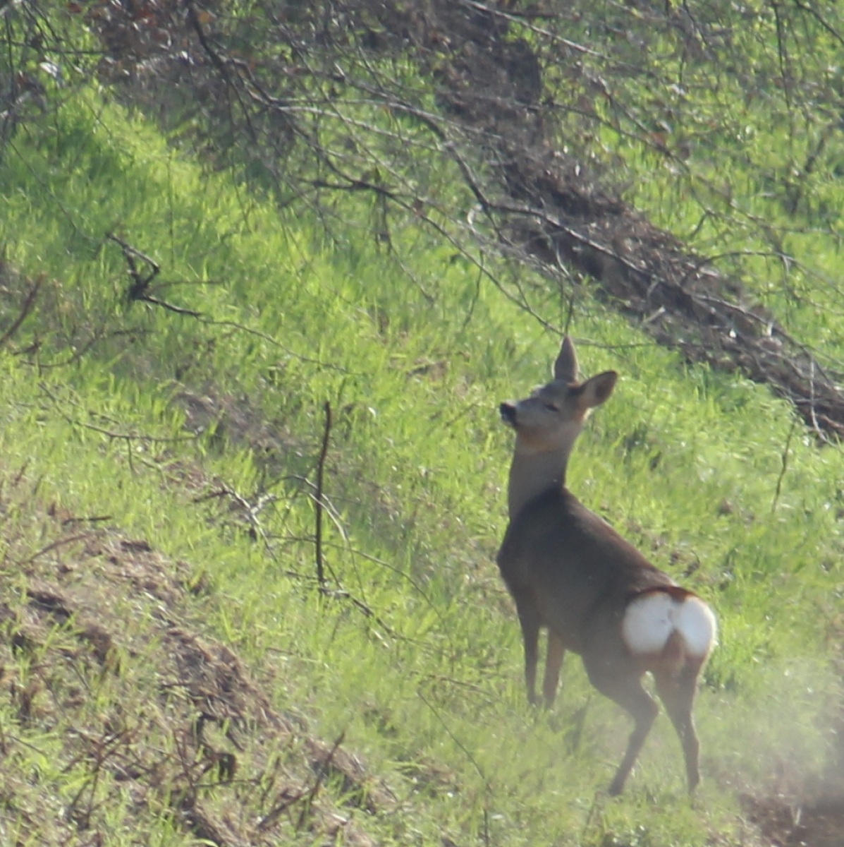 il mio primo capriolo