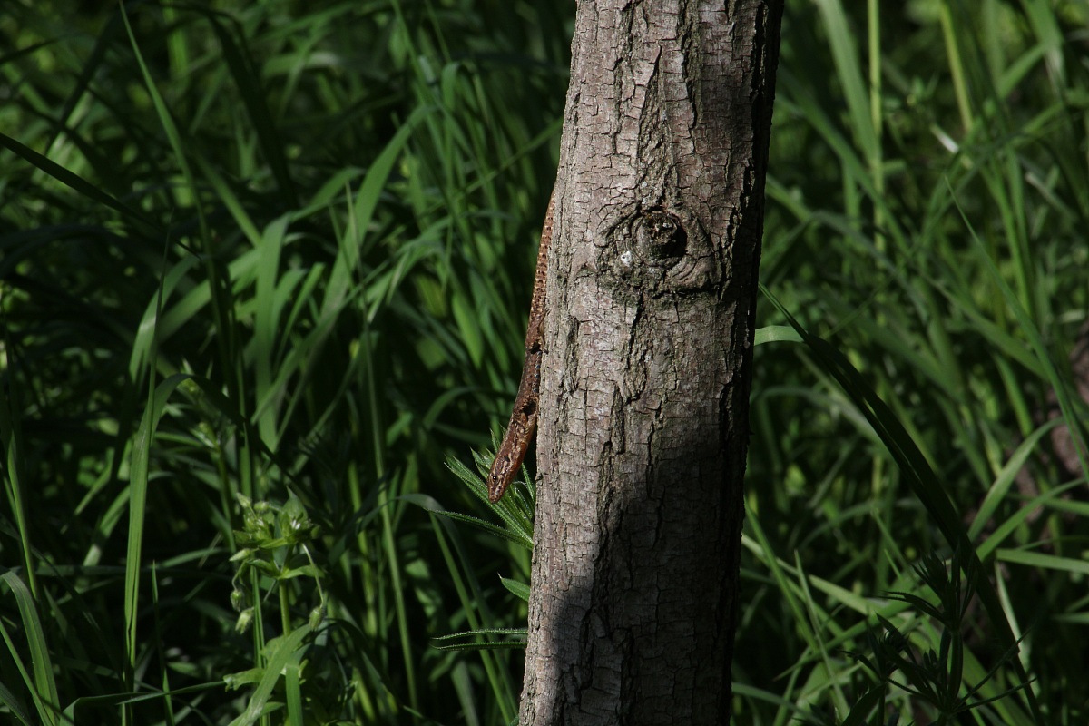 arboreal lizard