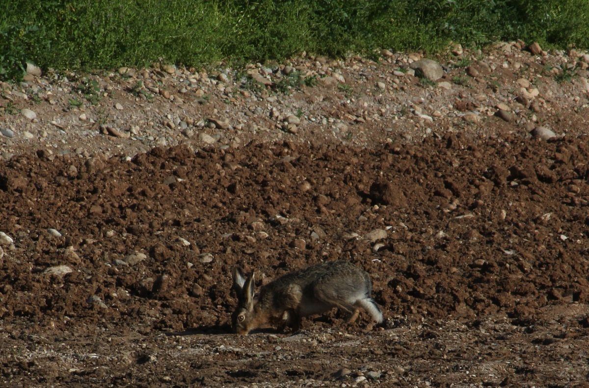 alla ricerca di una compagna