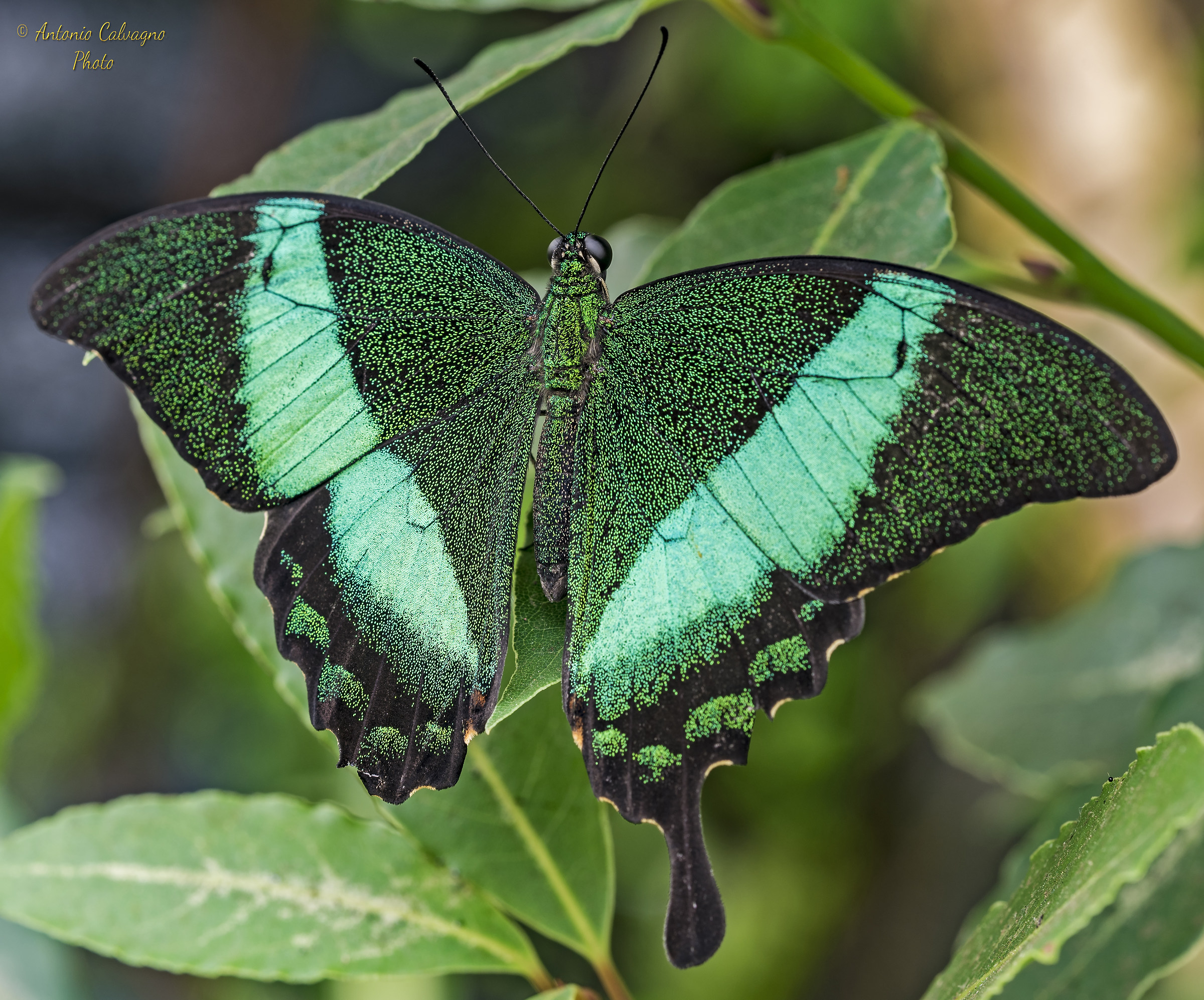 La farfalla rilassata...