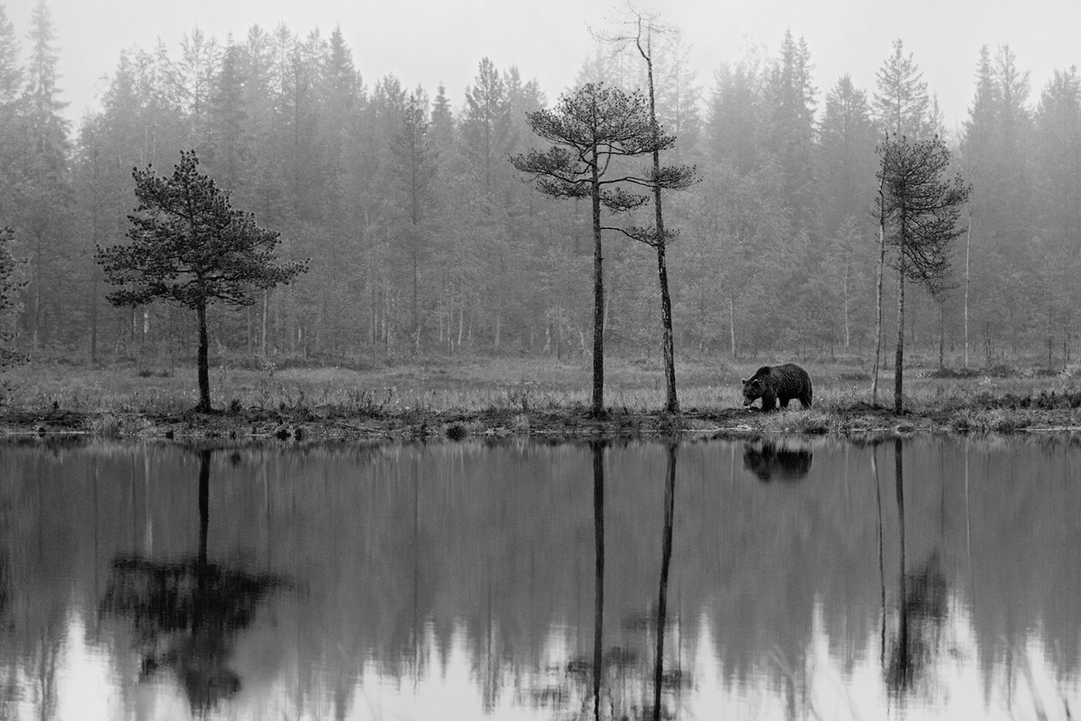 Morning's reflections