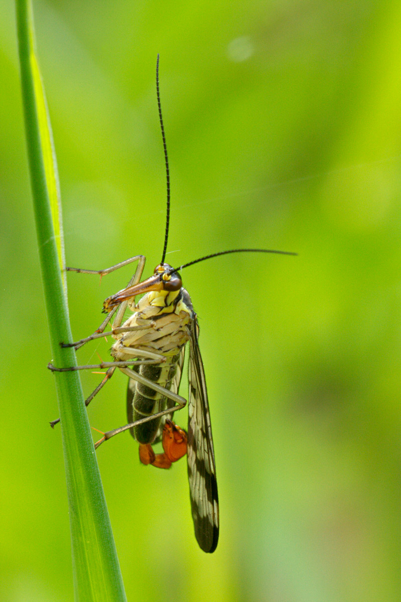 scorpion fly