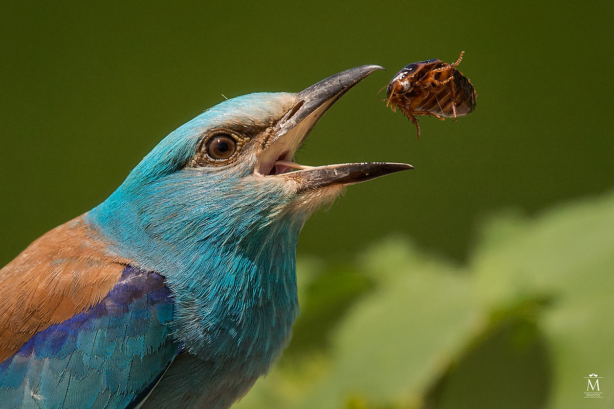 Il pasto della Ghiandaia.