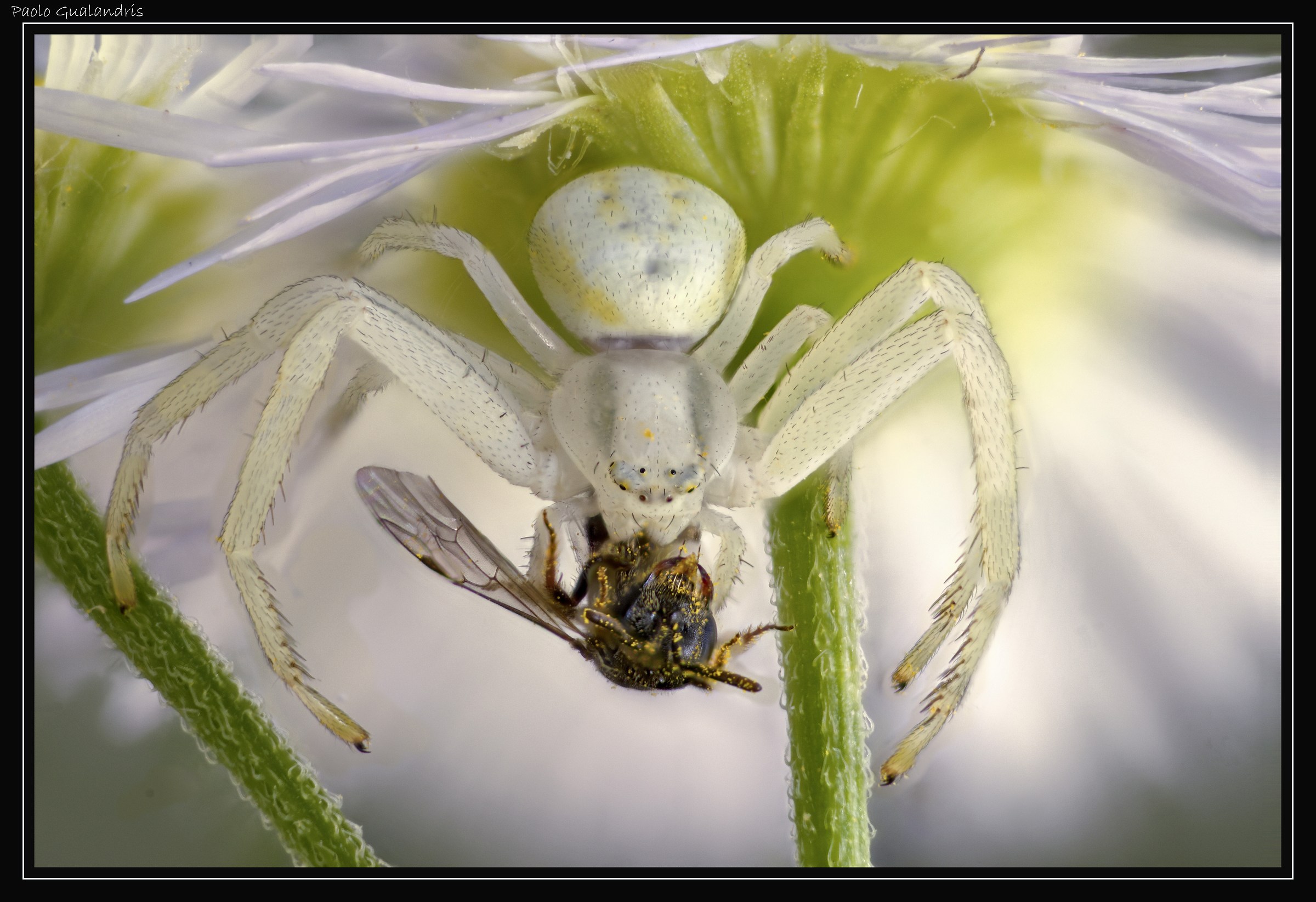 Under Merenda La Margherita