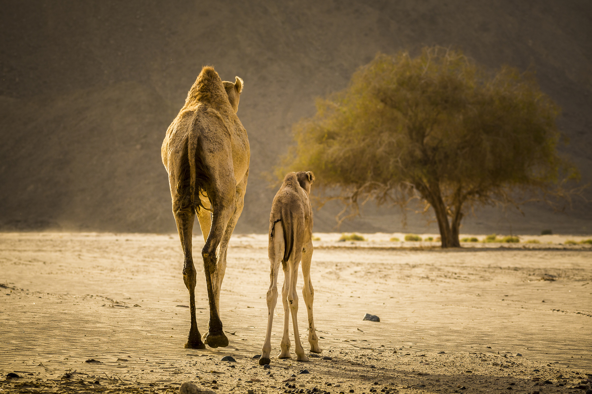 Small courage, now we have arrived!