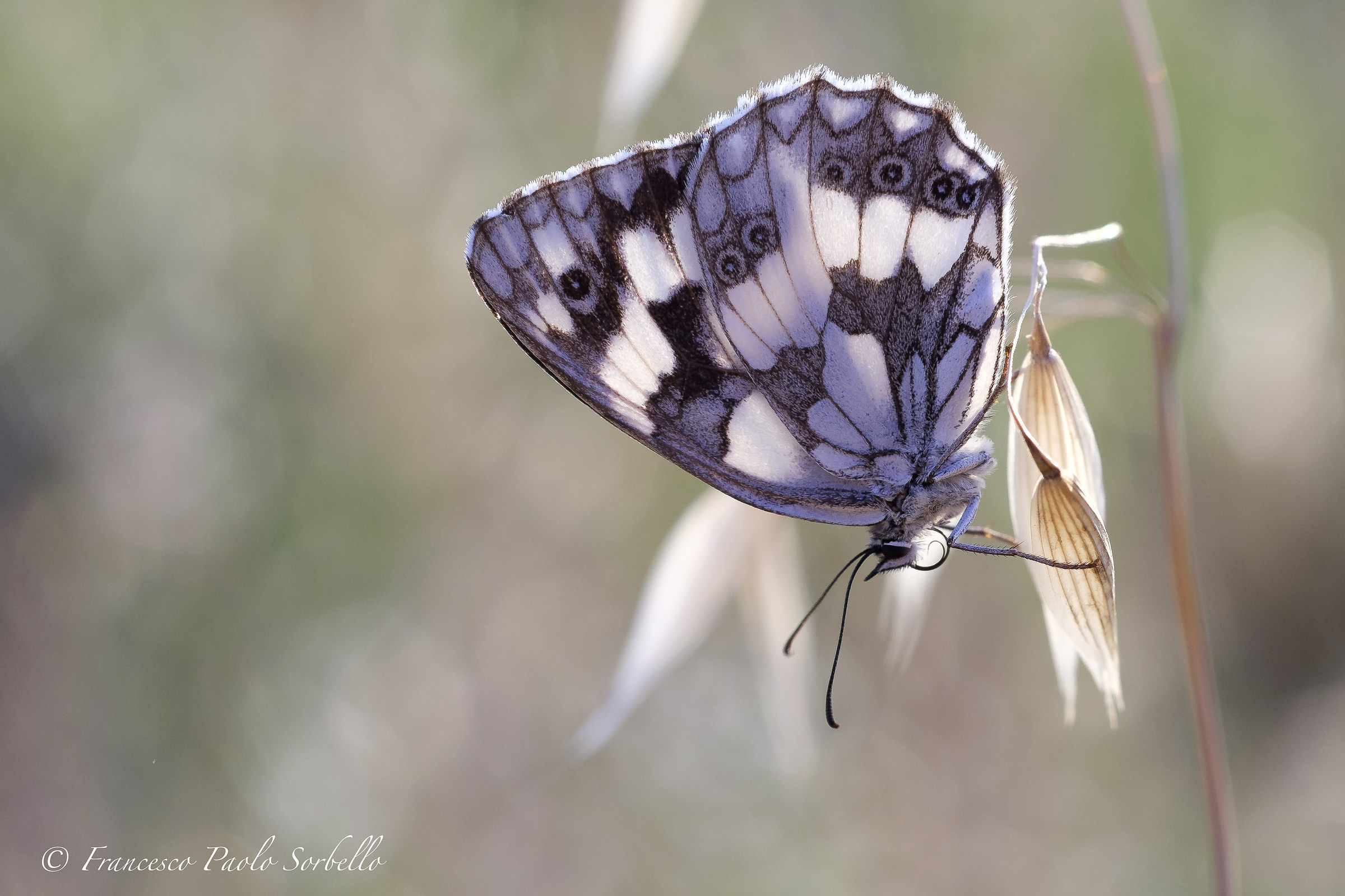 Butterfly backlit II