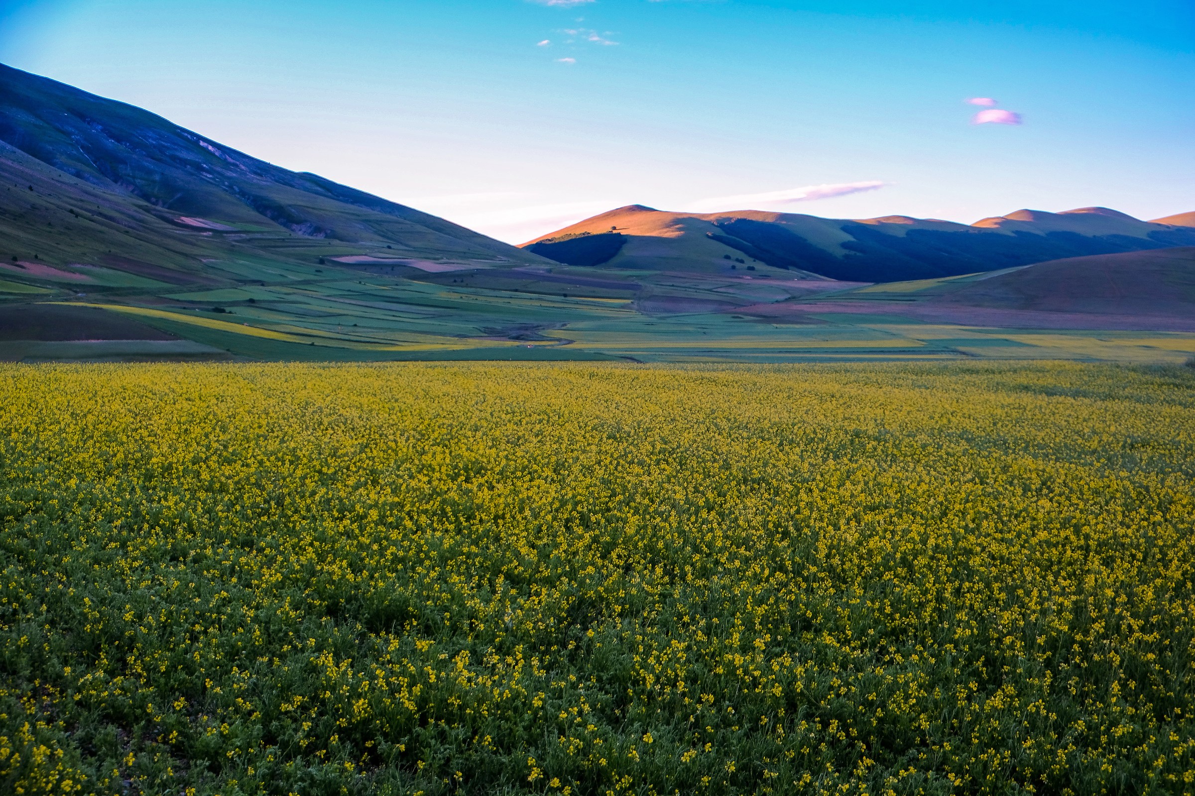 Fiori e colori all'alba di Castelluccio