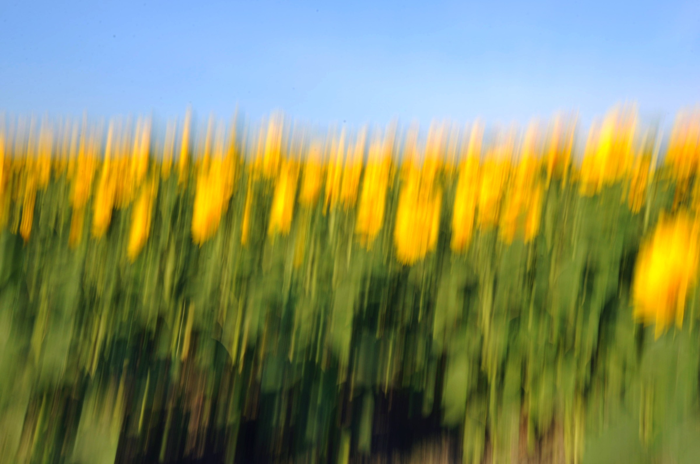 Summer Impressions 2