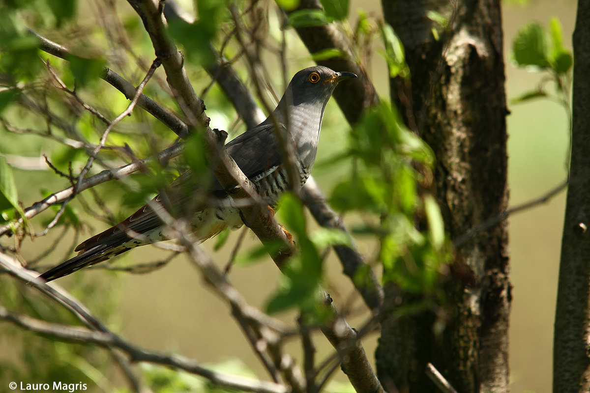 Cuckoo