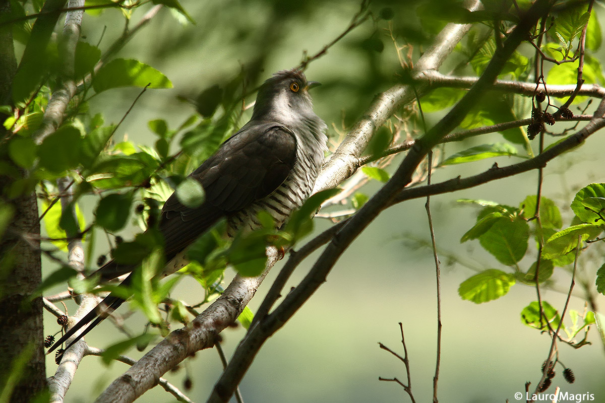 Cuculus canorus