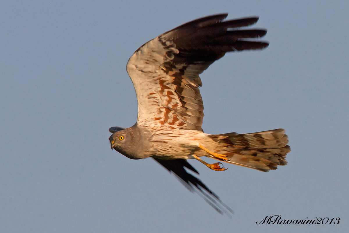 Albanella minore maschio adulto