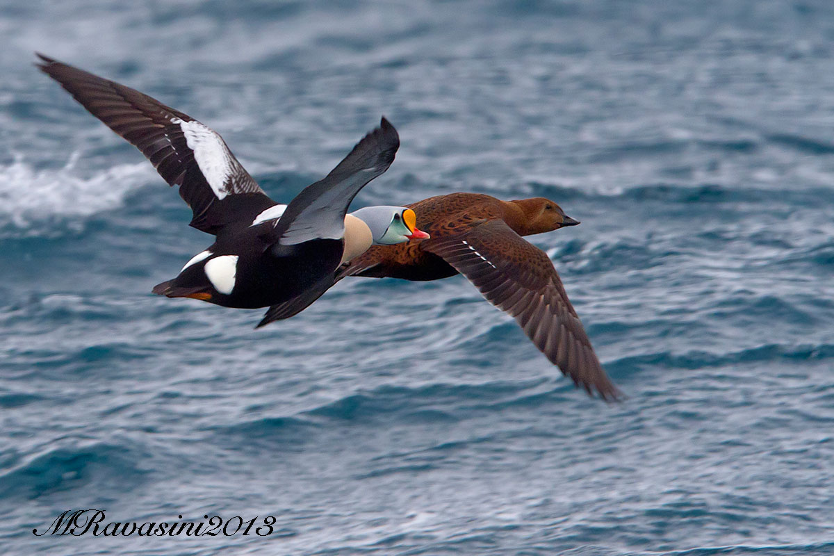 Coppia di Re degli edredoni