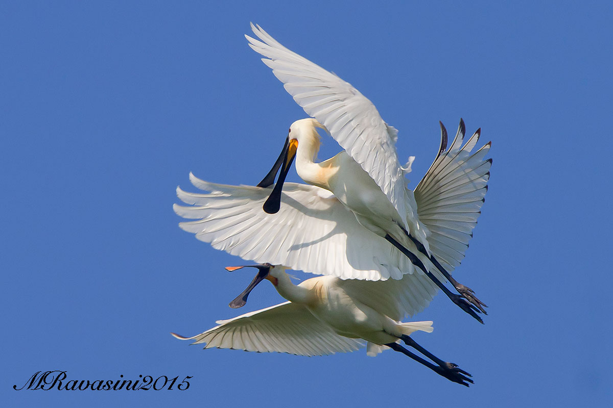 Spatole, disputa aerea