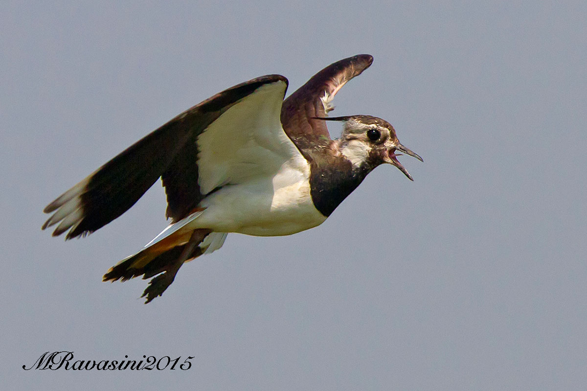 Pavoncella, alarming flight
