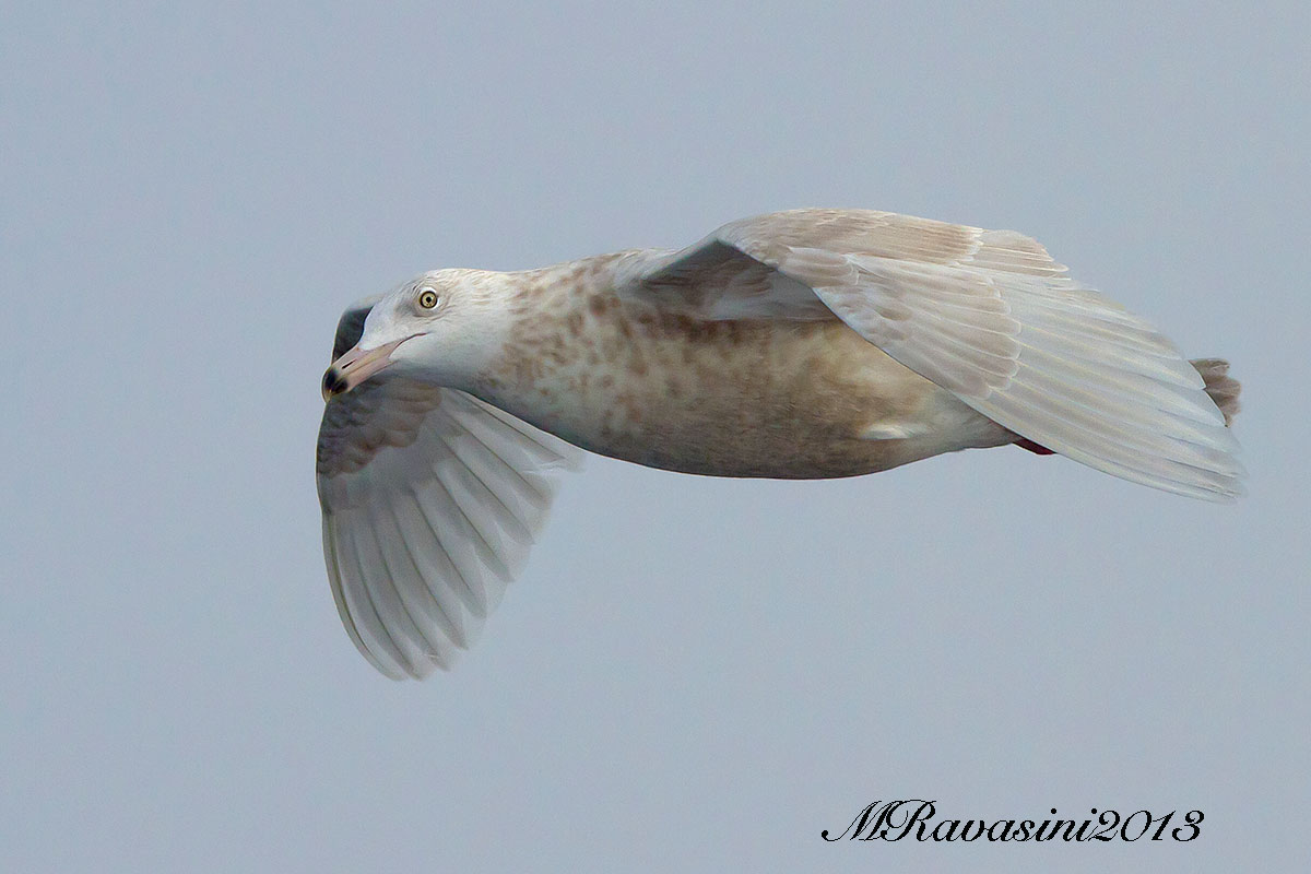 Gabbiano glauco, secondo inverno