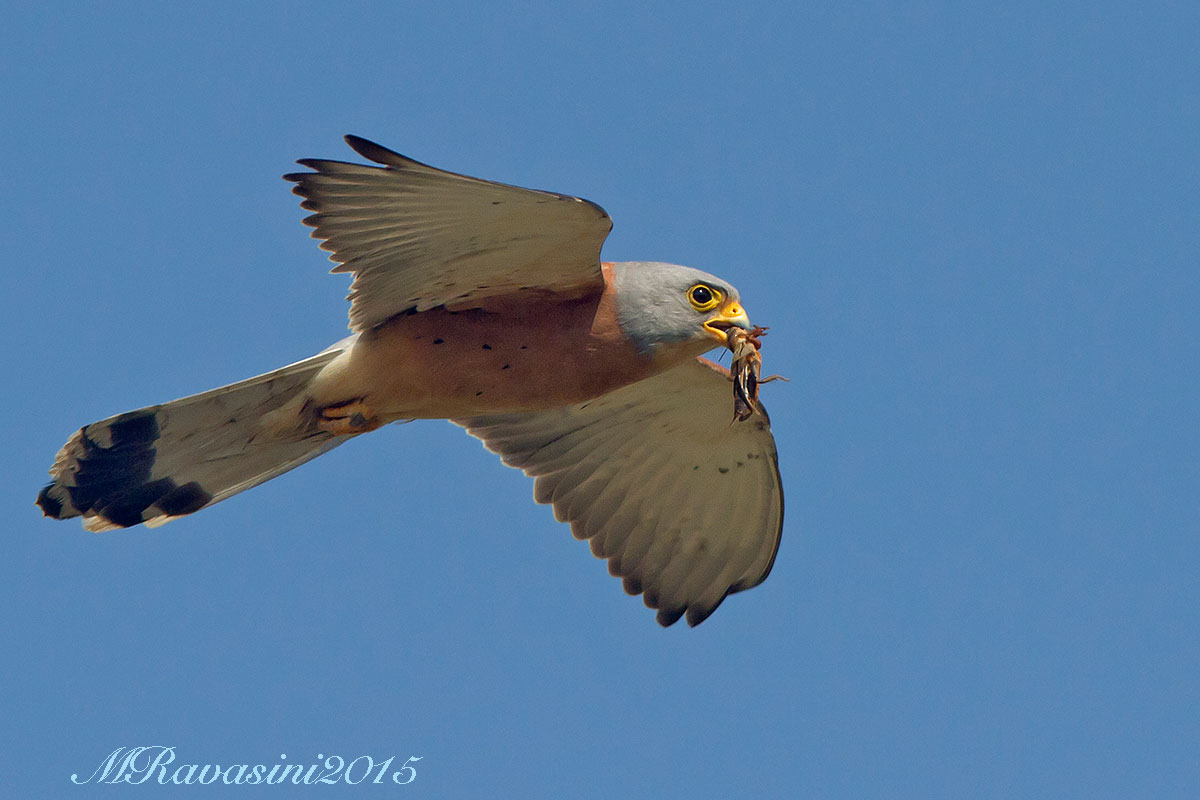 Grillaio, maschio adulto con grillotalpa