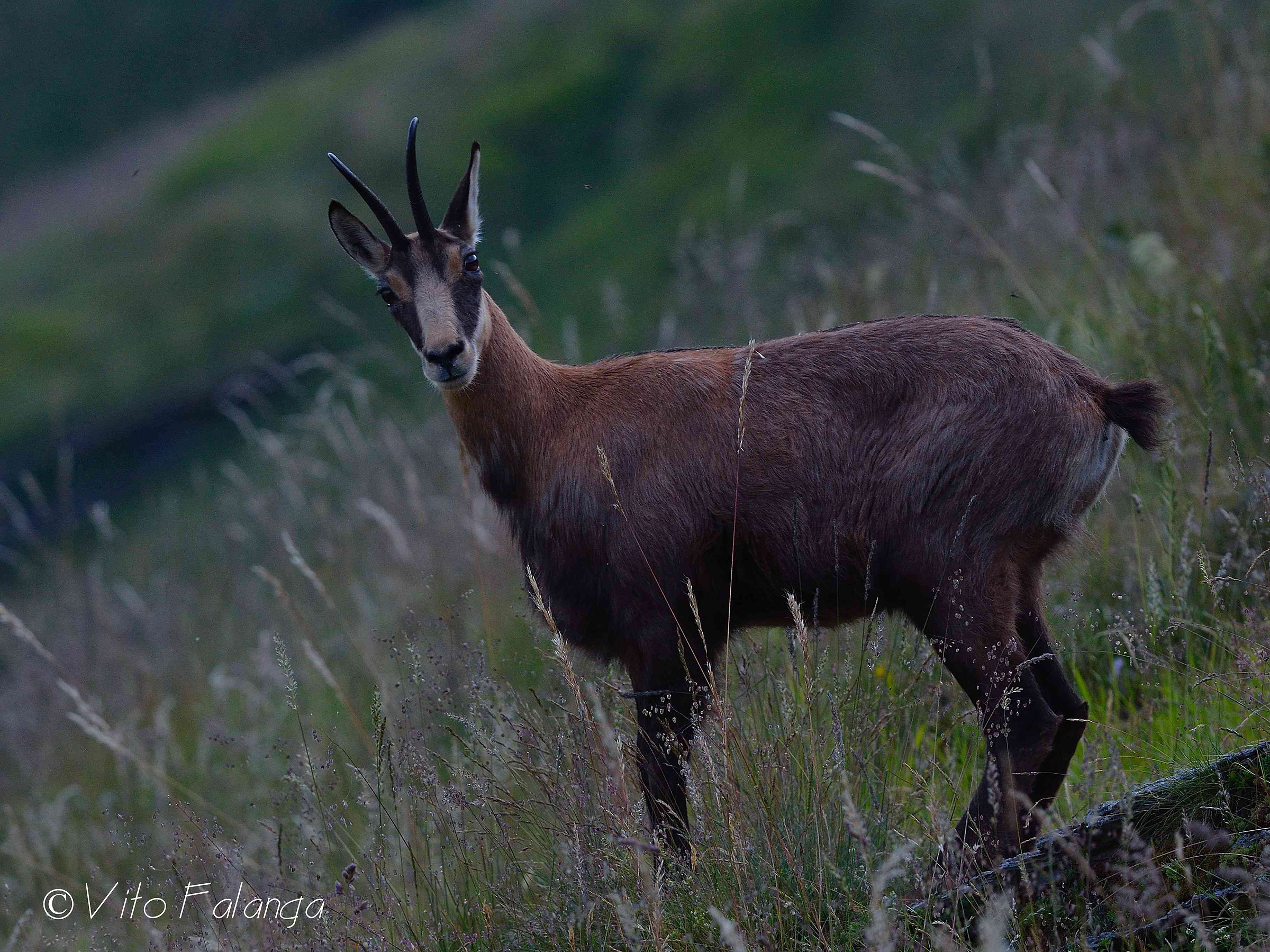 Camoscio al Monte Generoso