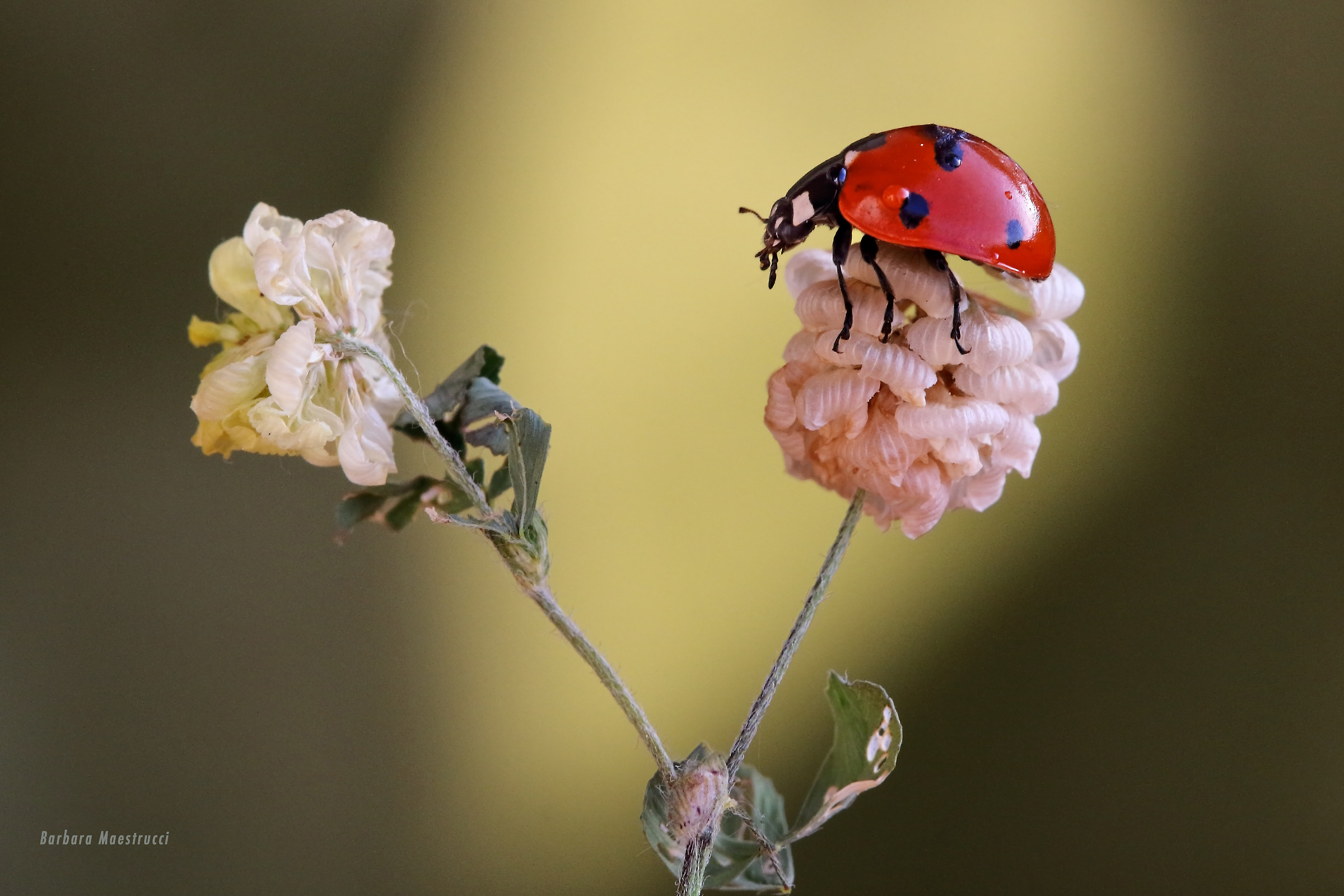 And then ..a sunbeam