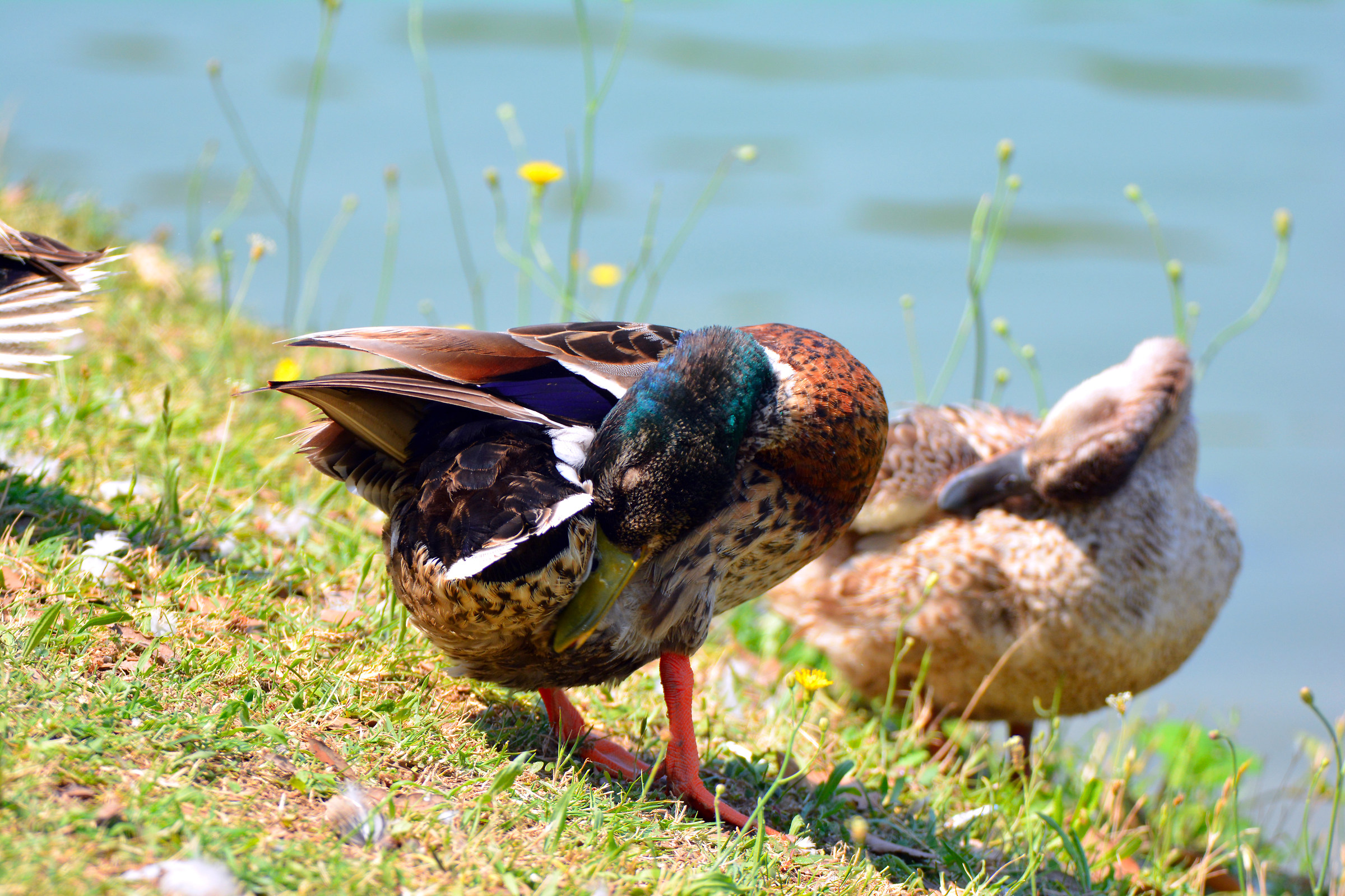 the hour of feathers-care